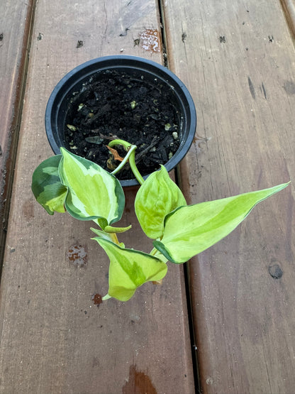 philodendron gabby in 4 inch pot with green leaves splashed in creamy white variegation