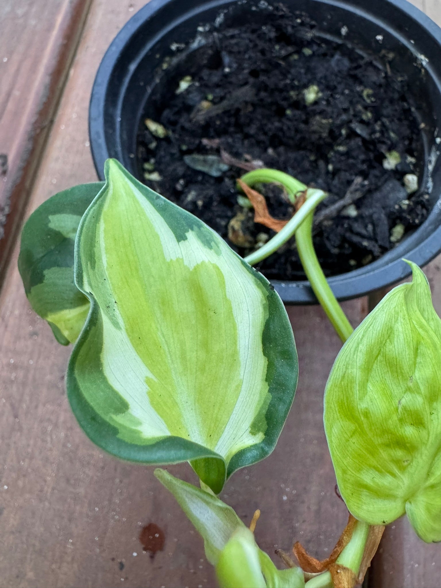 philodendron gabby in 4 inch pot with green leaves splashed in creamy white variegation
