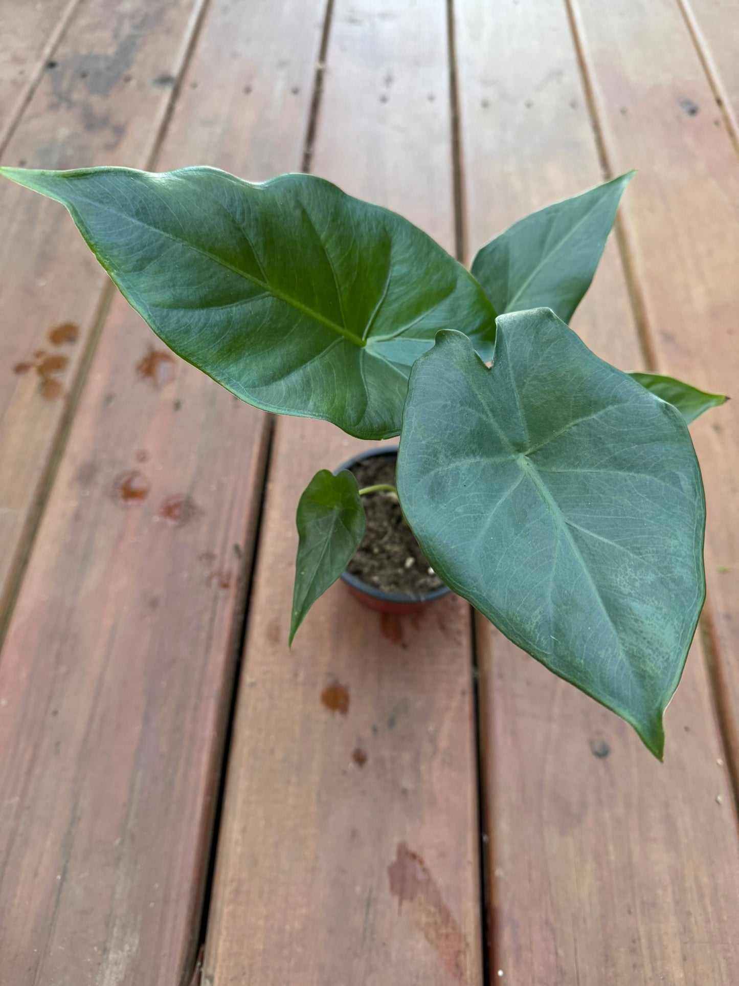 alocasia sumo in 4 inch pot with large upright tropical green foliage