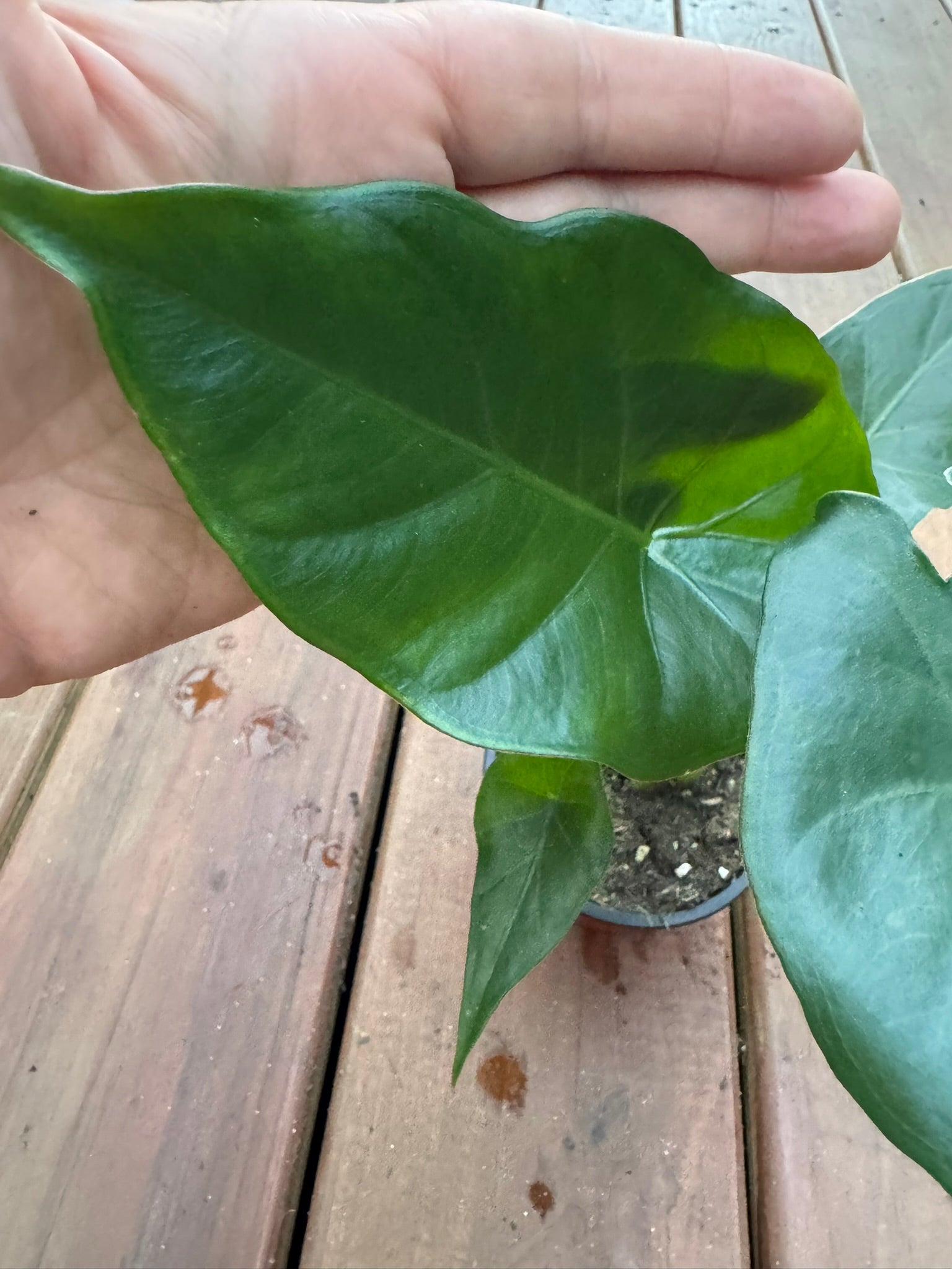 alocasia sumo in 4 inch pot with large upright tropical green foliage