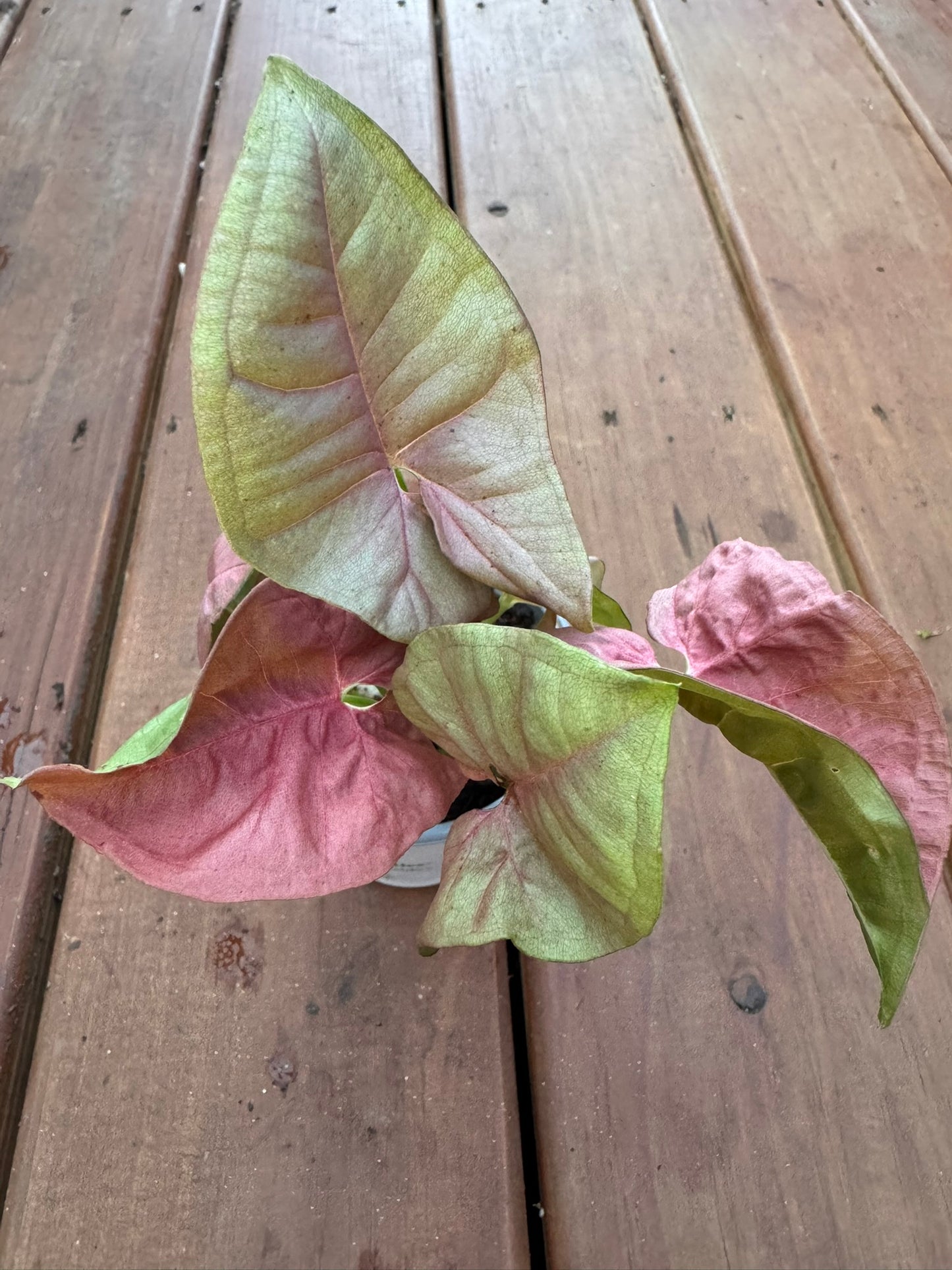 syngonium neon in 4 inch pot with soft pink arrow shaped foliage