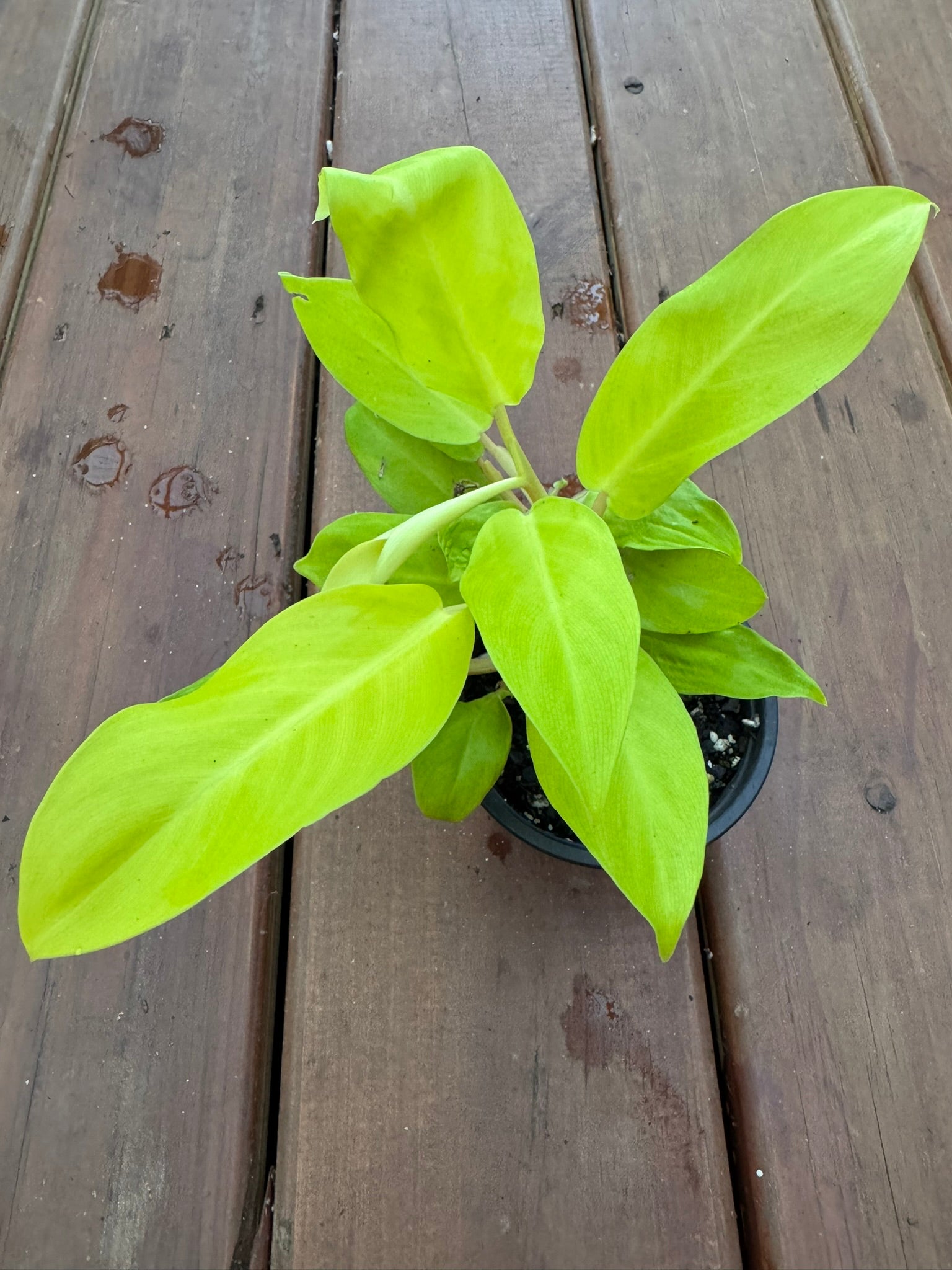 philodendron golden goddess in 4 inch pot with bright chartreuse green foliage