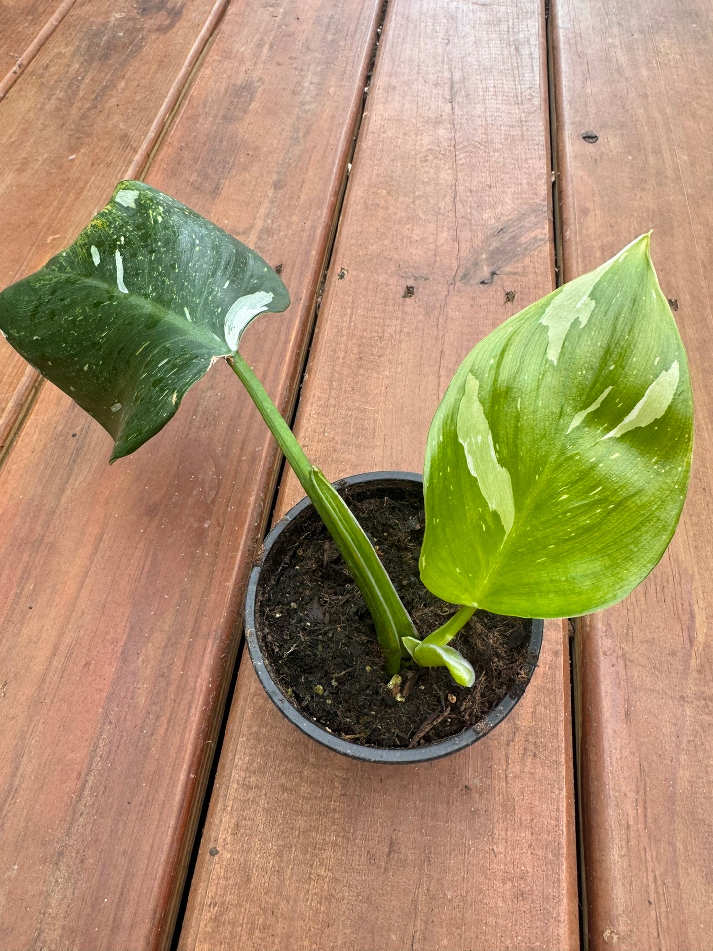 philodendron white wizard in 4 inch pot with green and white variegated foliage