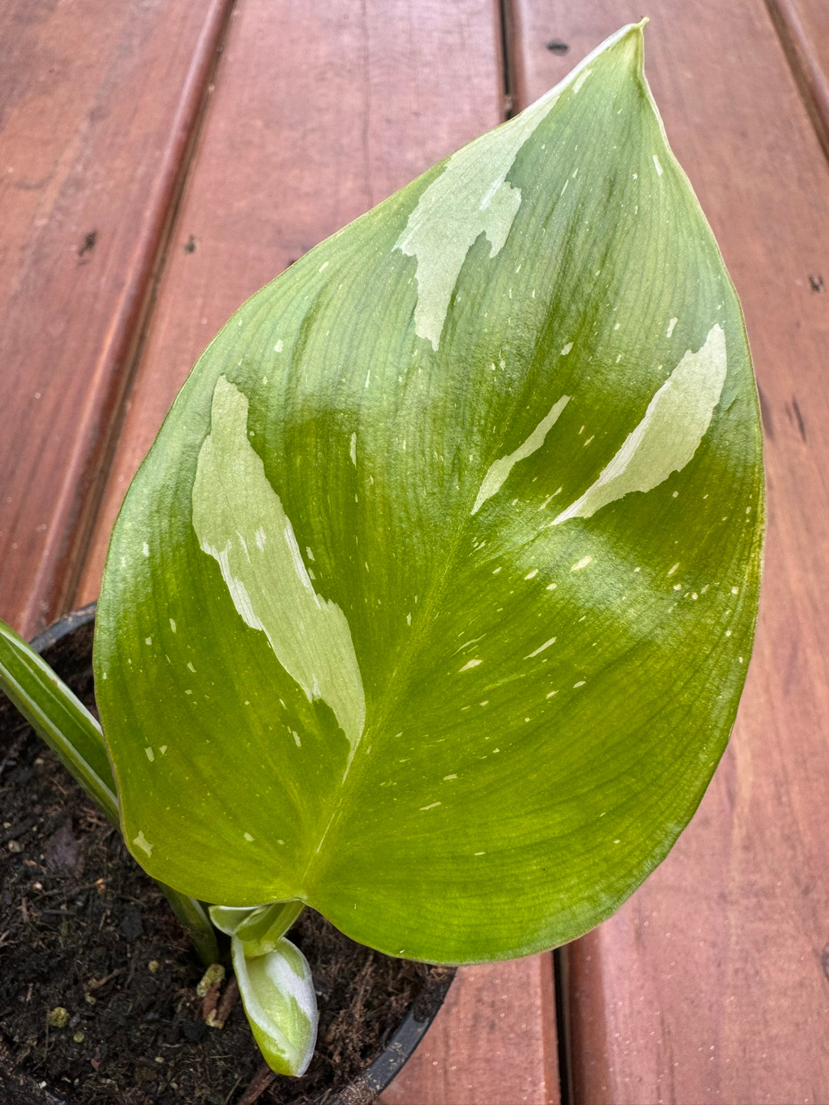 philodendron white wizard in 4 inch pot with green and white variegated foliage