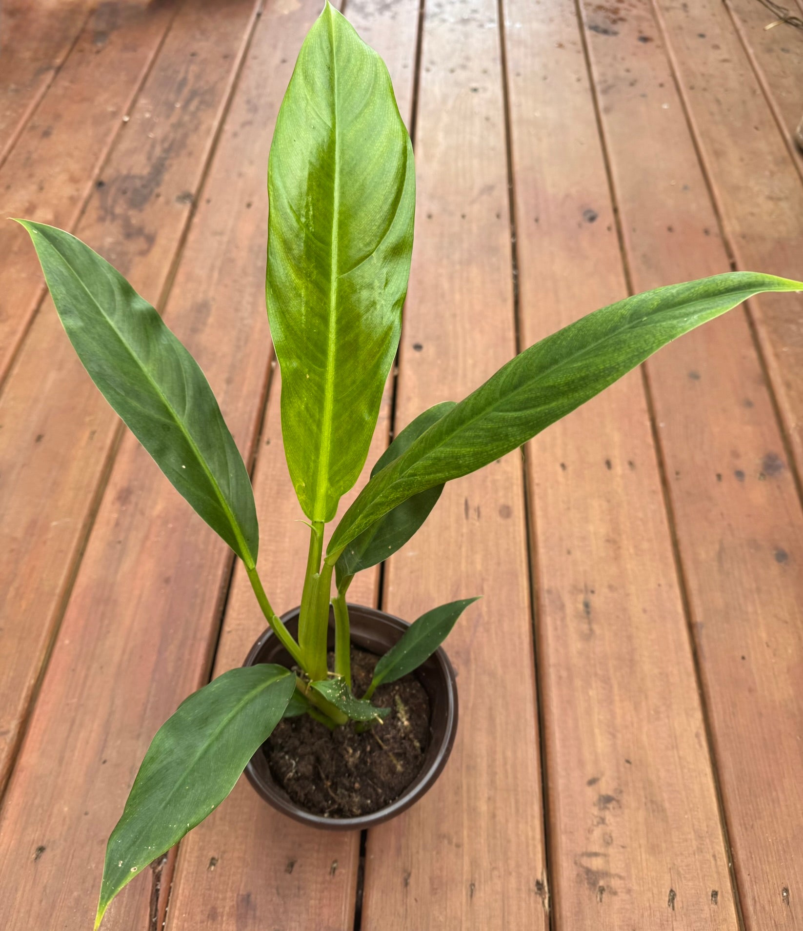 philodendron lapoanum in 6 inch pot with elongated velvety green foliage
