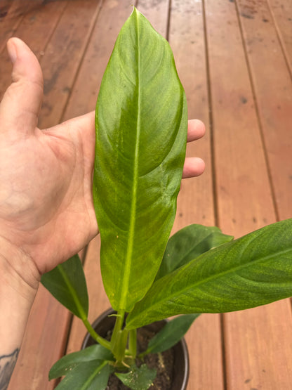 philodendron lapoanum in 6 inch pot with elongated velvety green foliage