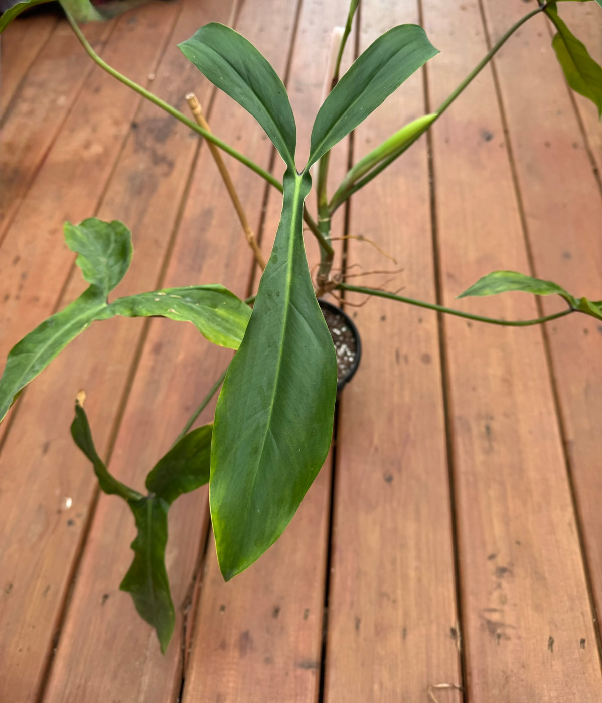 philodendron 69686 in 6 inch pot with elongated three lobed green foliage