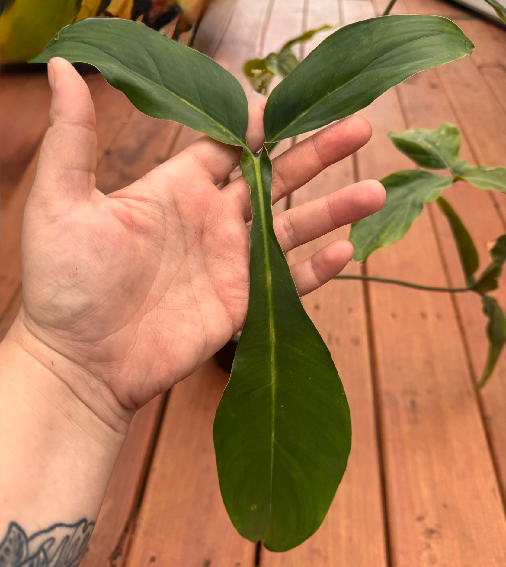 philodendron 69686 in 6 inch pot with elongated three lobed green foliage