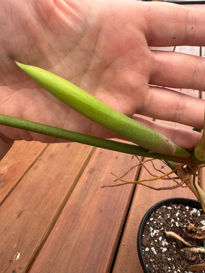 philodendron 69686 in 6 inch pot with elongated three lobed green foliage