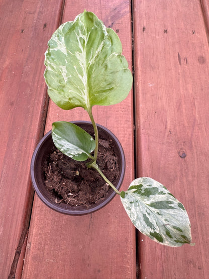 monstera bulbasaur in 4 inch pot with distinctive tropical green foliage
