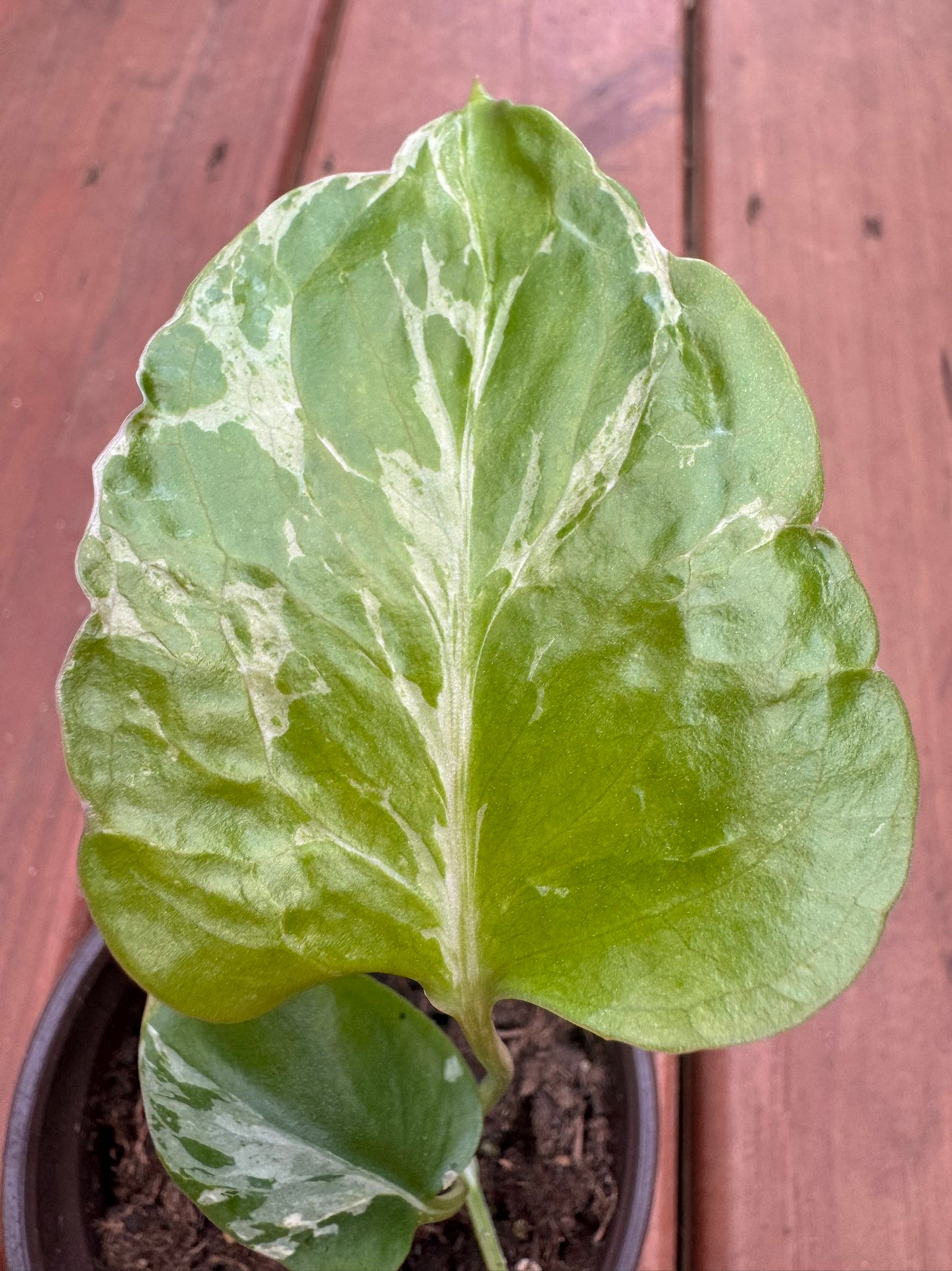 monstera bulbasaur in 4 inch pot with distinctive tropical green foliage