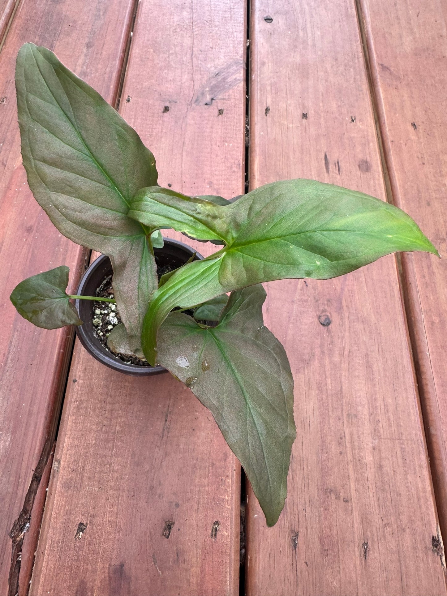 syngonium pink splash in 4 inch pot with green leaves and pink splash variegation