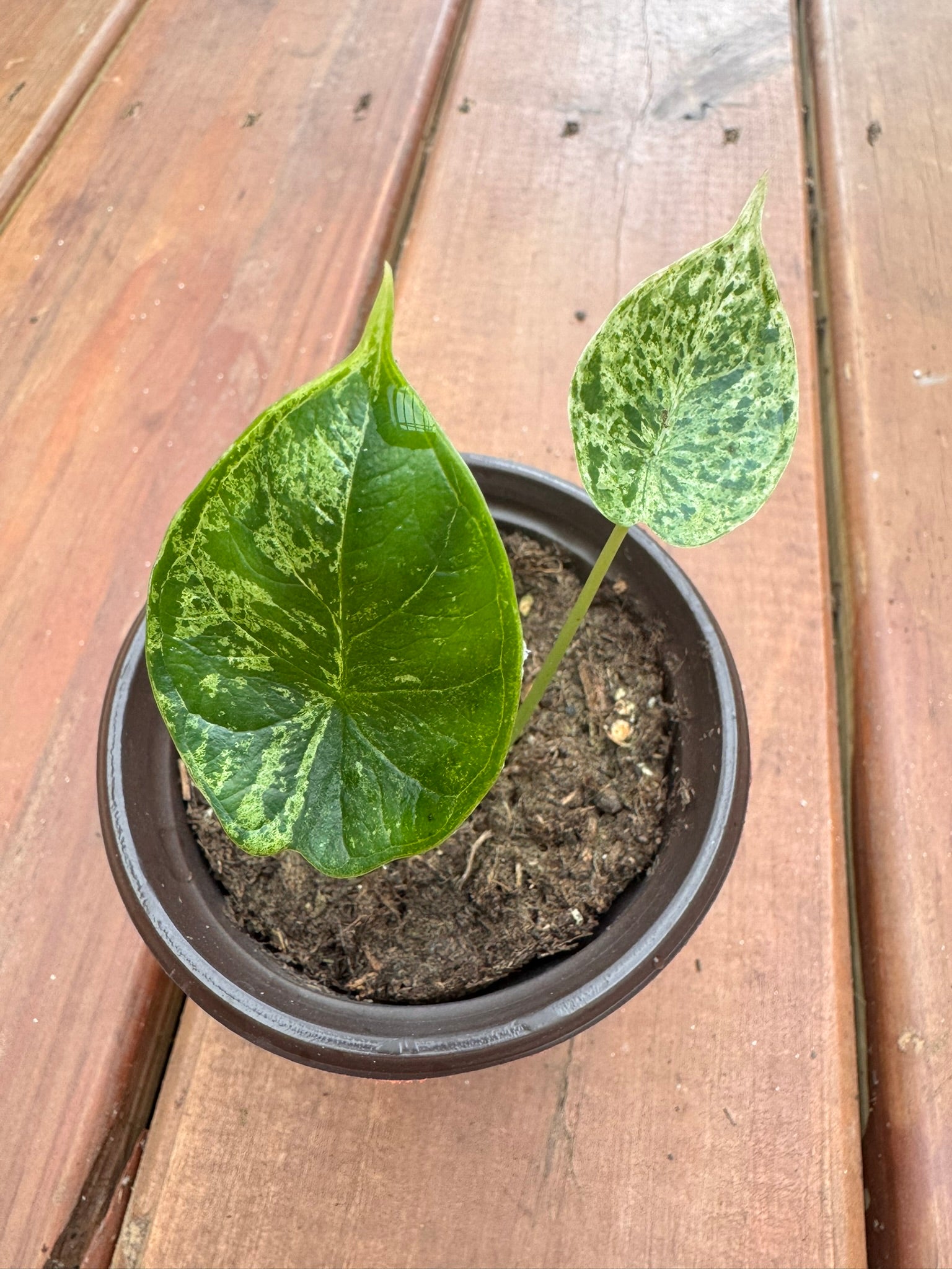 alocasia dragon scale mint in 4 inch pot with textured mint variegated foliage