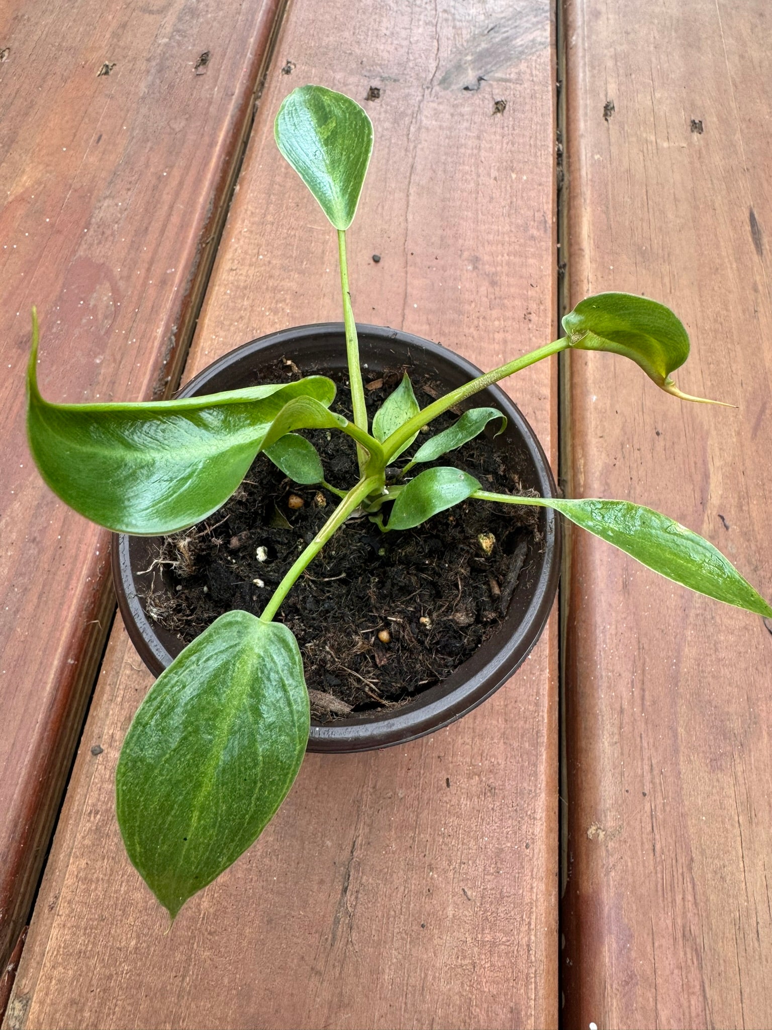 philodendron spiritus sancti in 4 inch pot with long narrow green foliage
