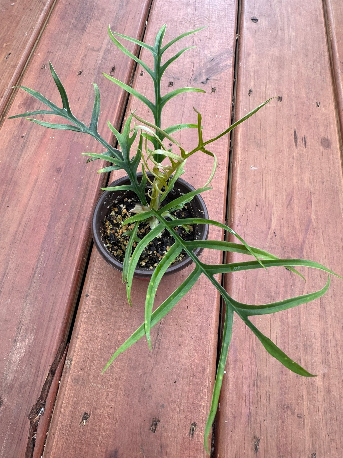 philodendron tortum in 4 inch pot with narrow deeply divided fern like green leaves