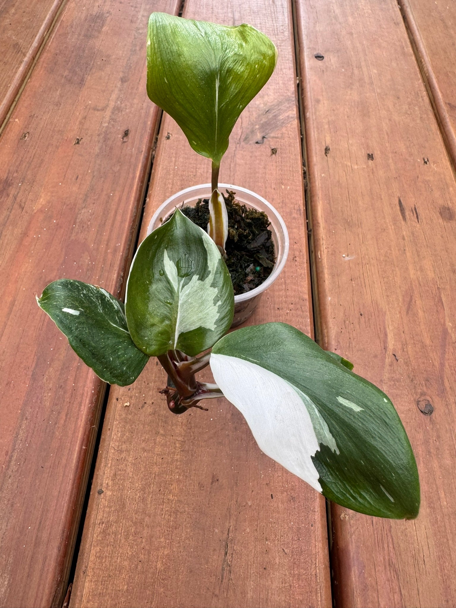 philodendron white knight in 4 inch pot with green and white variegated leaves and burgundy stems