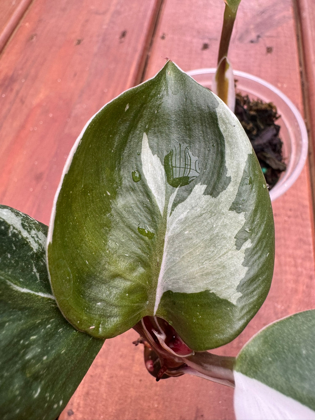 philodendron white knight in 4 inch pot with green and white variegated leaves and burgundy stems