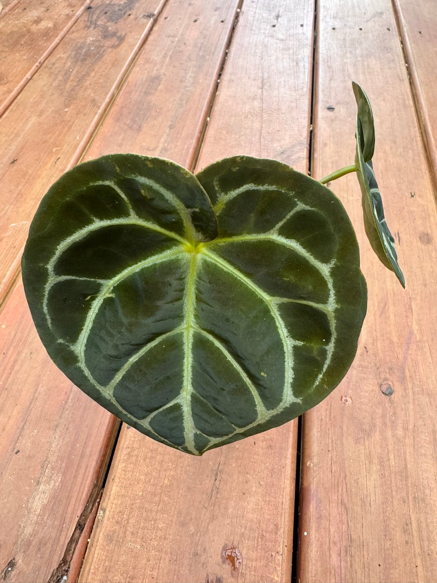 anthurium dorayaki x self in 4 inch pot with rounded velvety green leaves and contrasting veins