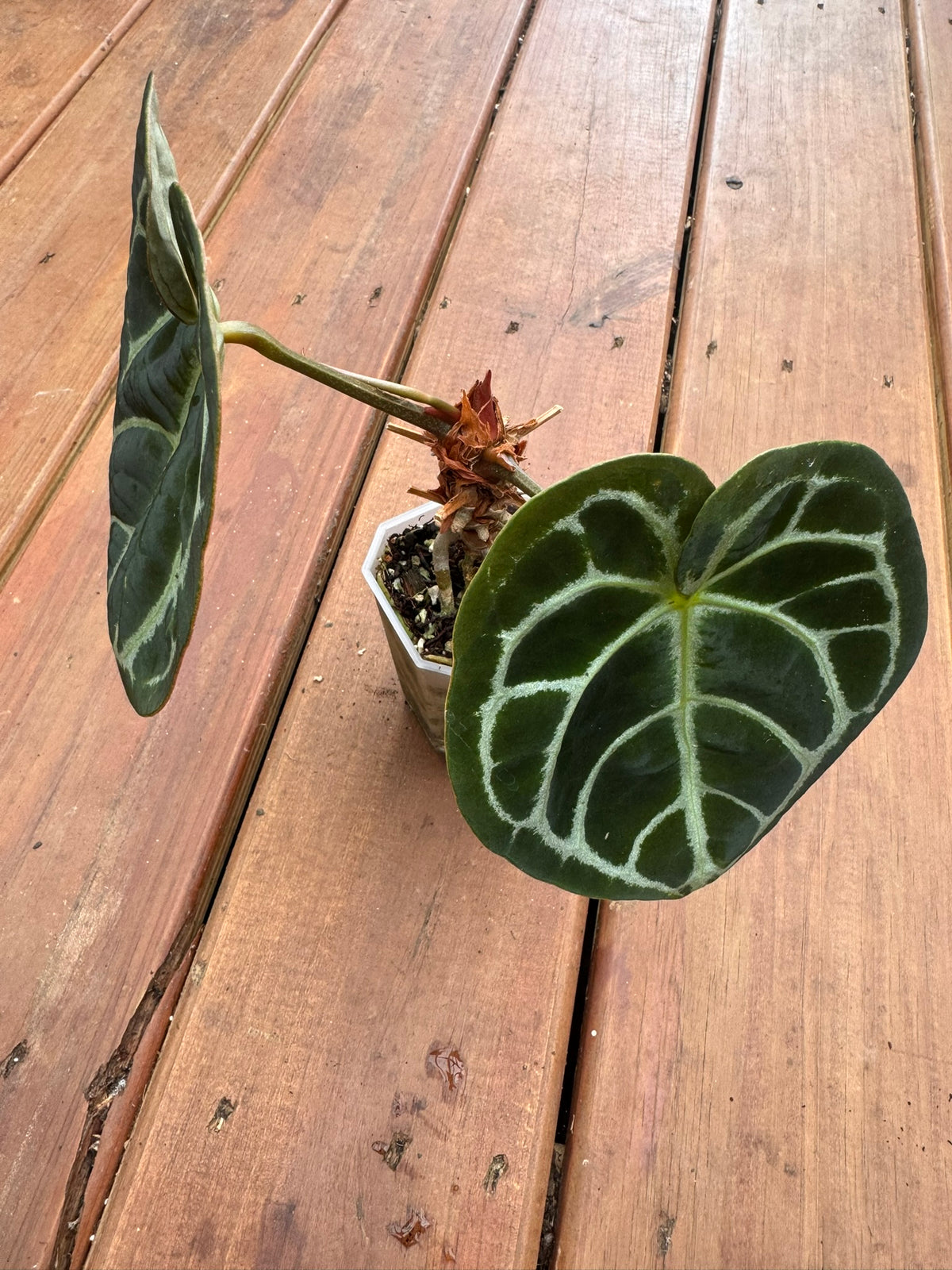 anthurium dorayaki x self in 4 inch pot with rounded velvety green leaves and contrasting veins