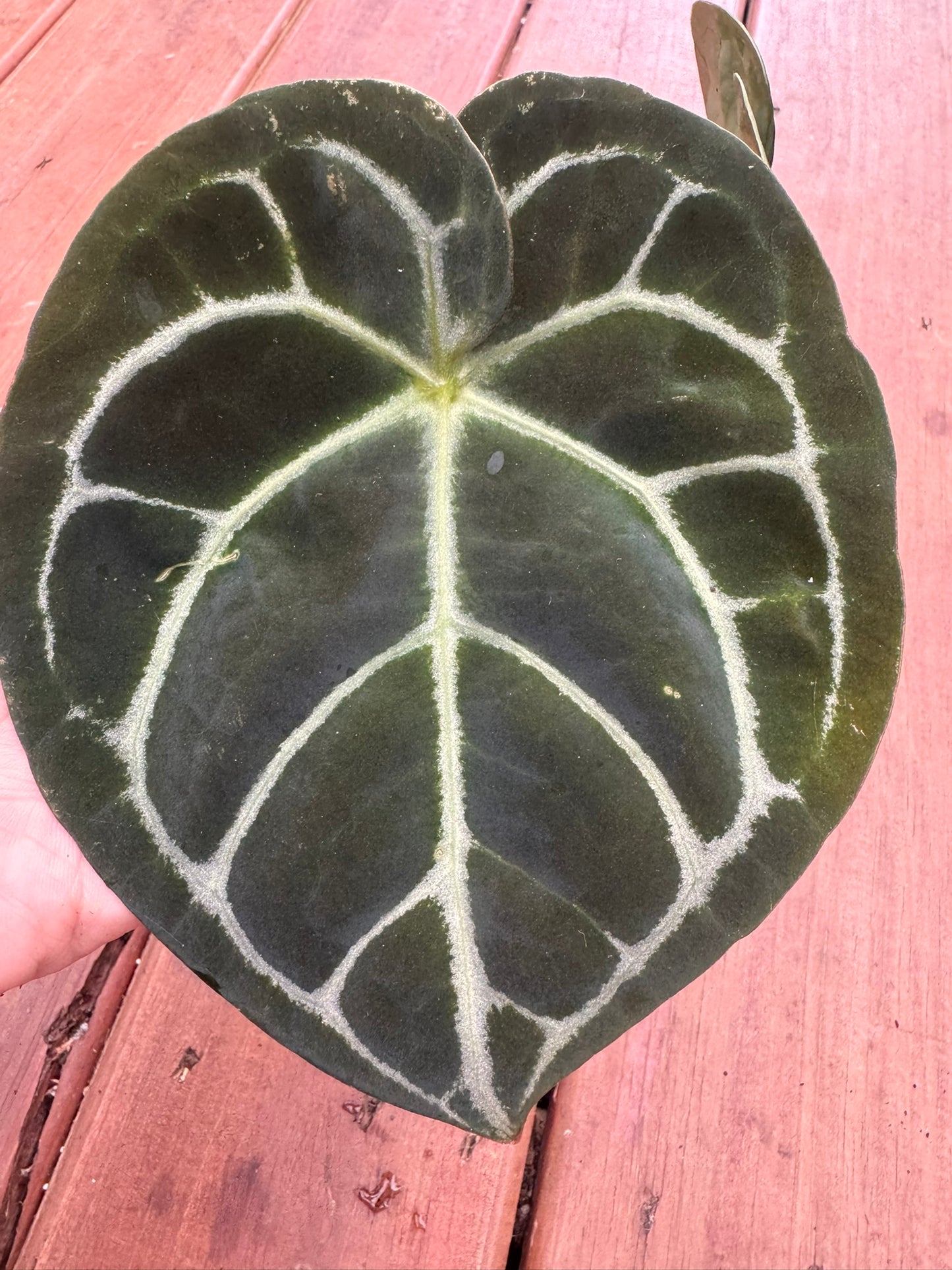 anthurium dorayaki x self in 4 inch pot with rounded velvety green leaves and contrasting veins