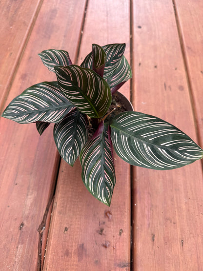 calathea ornata in 5 inch pot with dark green leaves and pink pinstripes