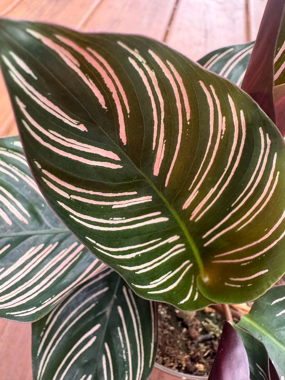 calathea ornata in 5 inch pot with dark green leaves and pink pinstripes