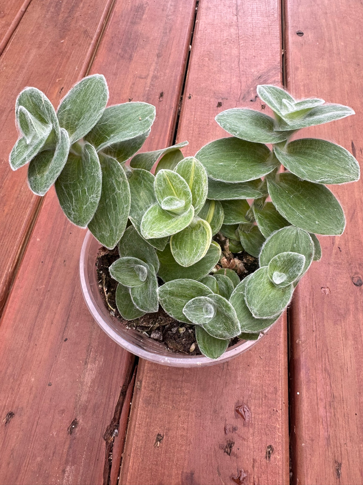 variegated tradescantia sillamontana in 6 inch pot with fuzzy green and cream striped foliage