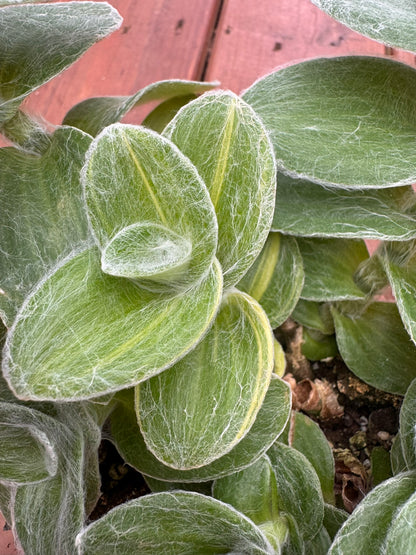 variegated tradescantia sillamontana in 6 inch pot with fuzzy green and cream striped foliage