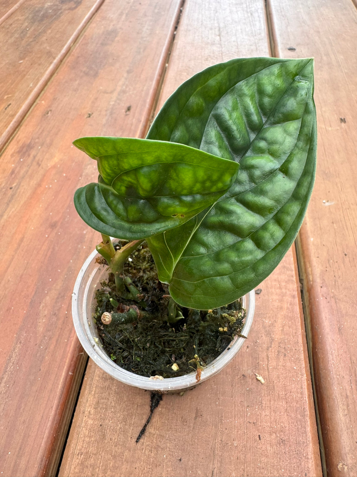 monstera peru in 4 inch pot with thick deeply textured green leaves