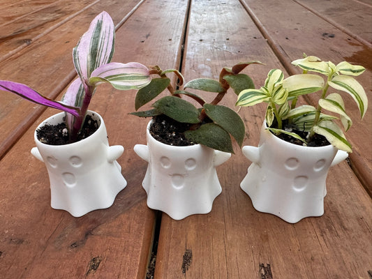 Nanouk Albovittata and Teddy Bear Tradescantias in three mini white ghost planters