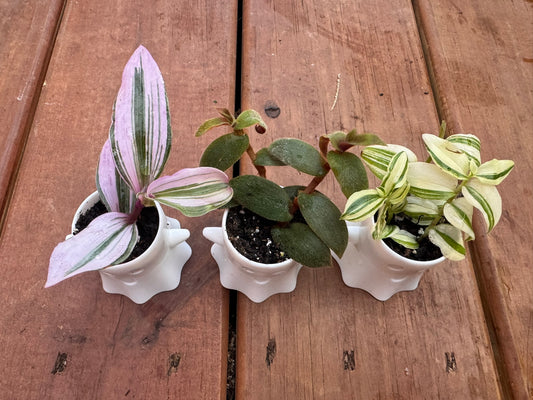 Nanouk Albovittata and Teddy Bear Tradescantias in three mini white ghost planters