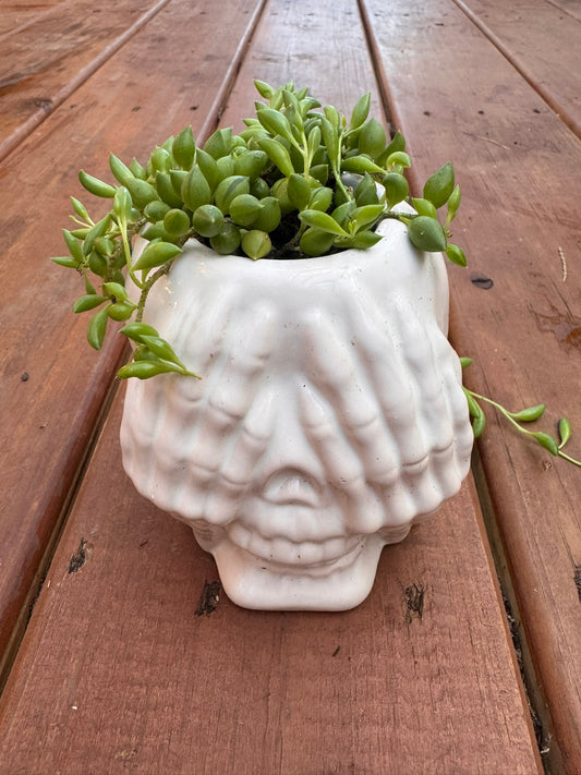 string of tears succulent in 3.5 inch white skeleton head Halloween planter
