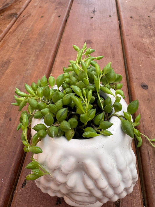 string of tears succulent in 3.5 inch white skeleton head Halloween planter
