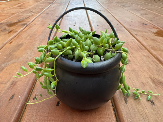 string of tears succulent in 4 inch black hanging witch cauldron planter