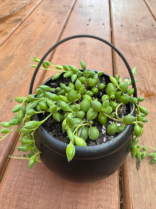 string of tears succulent in 4 inch black hanging witch cauldron planter