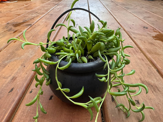string of bananas succulent in 4 inch black hanging witch cauldron planter