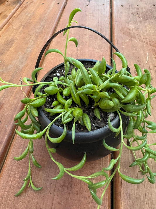 string of bananas succulent in 4 inch black hanging witch cauldron planter
