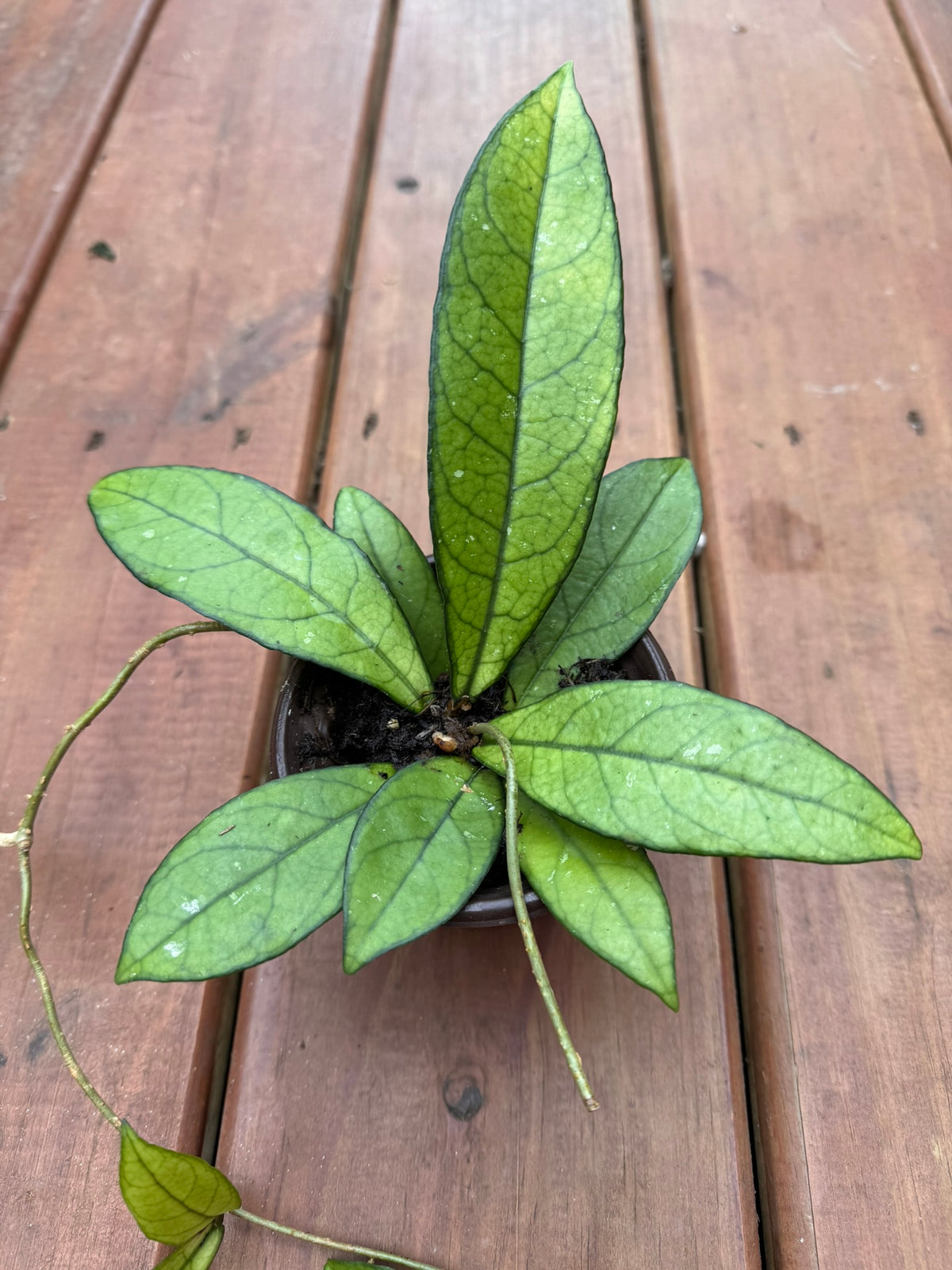 hoya crassipetiolata in 4 inch pot with elongated green leaves and dark veining