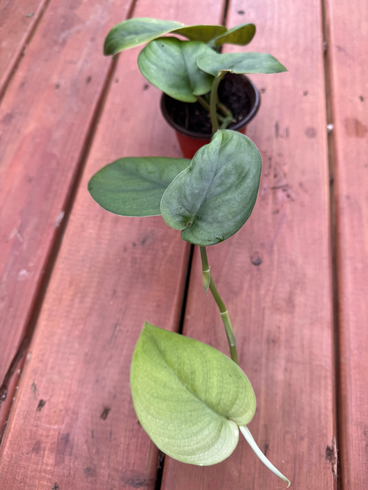 scindapsus jade satin in 4 inch pot with thick velvety heart shaped green leaves