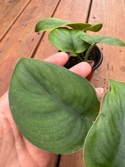 scindapsus jade satin in 4 inch pot with thick velvety heart shaped green leaves