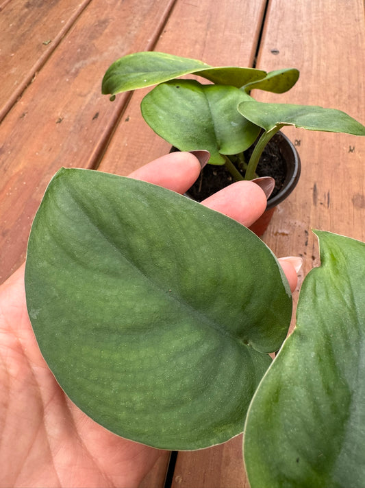 scindapsus jade satin in 4 inch pot with thick velvety heart shaped green leaves