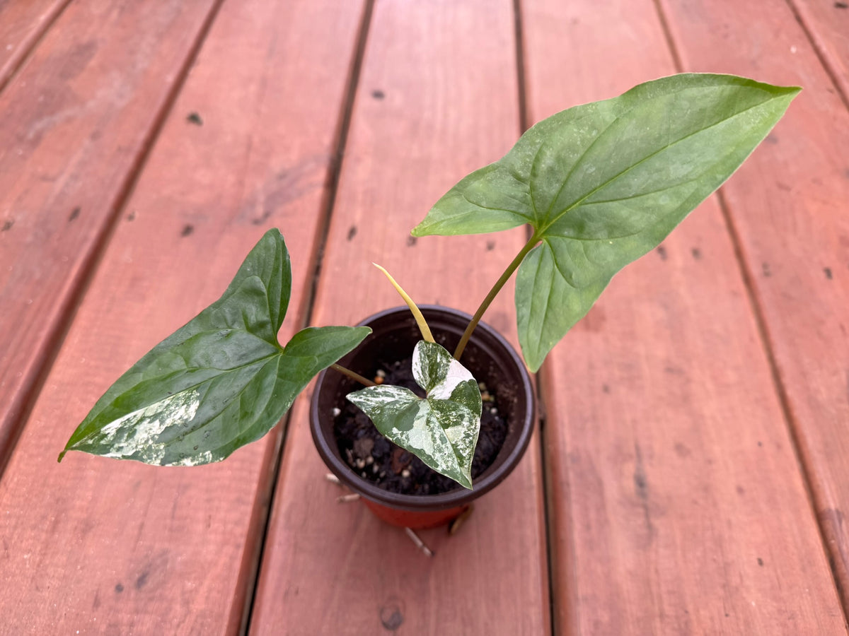 syngonium albo in 4 inch pot with green and white variegated arrow shaped leaves