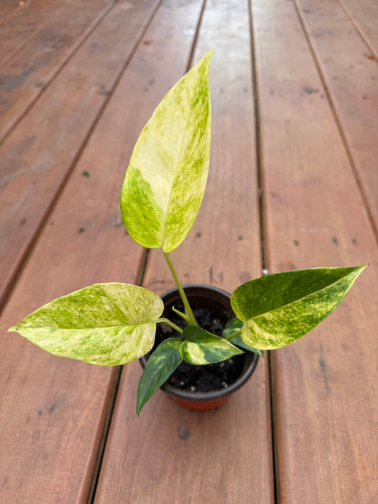 epipremnum sunburst in 4 inch pot with colorful variegated tropical foliage