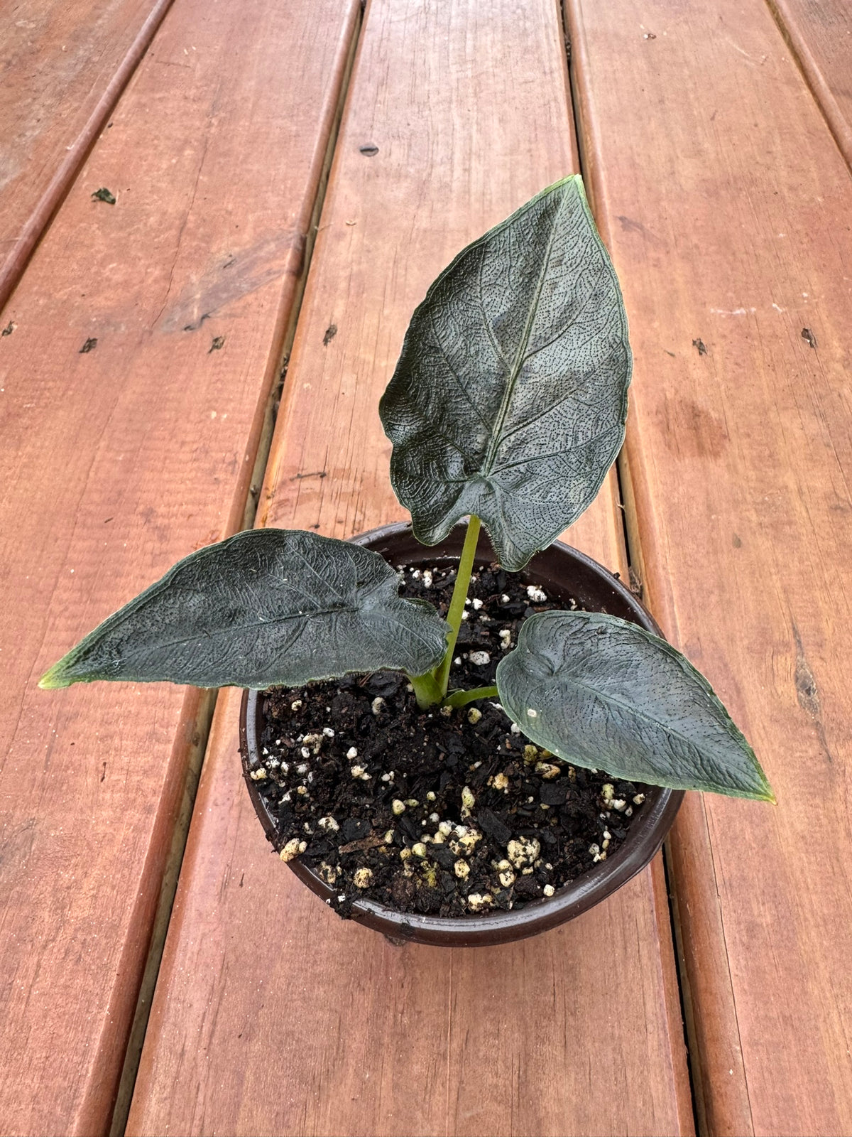 alocasia antoro velvet in 4 inch pot with dark green velvety foliage