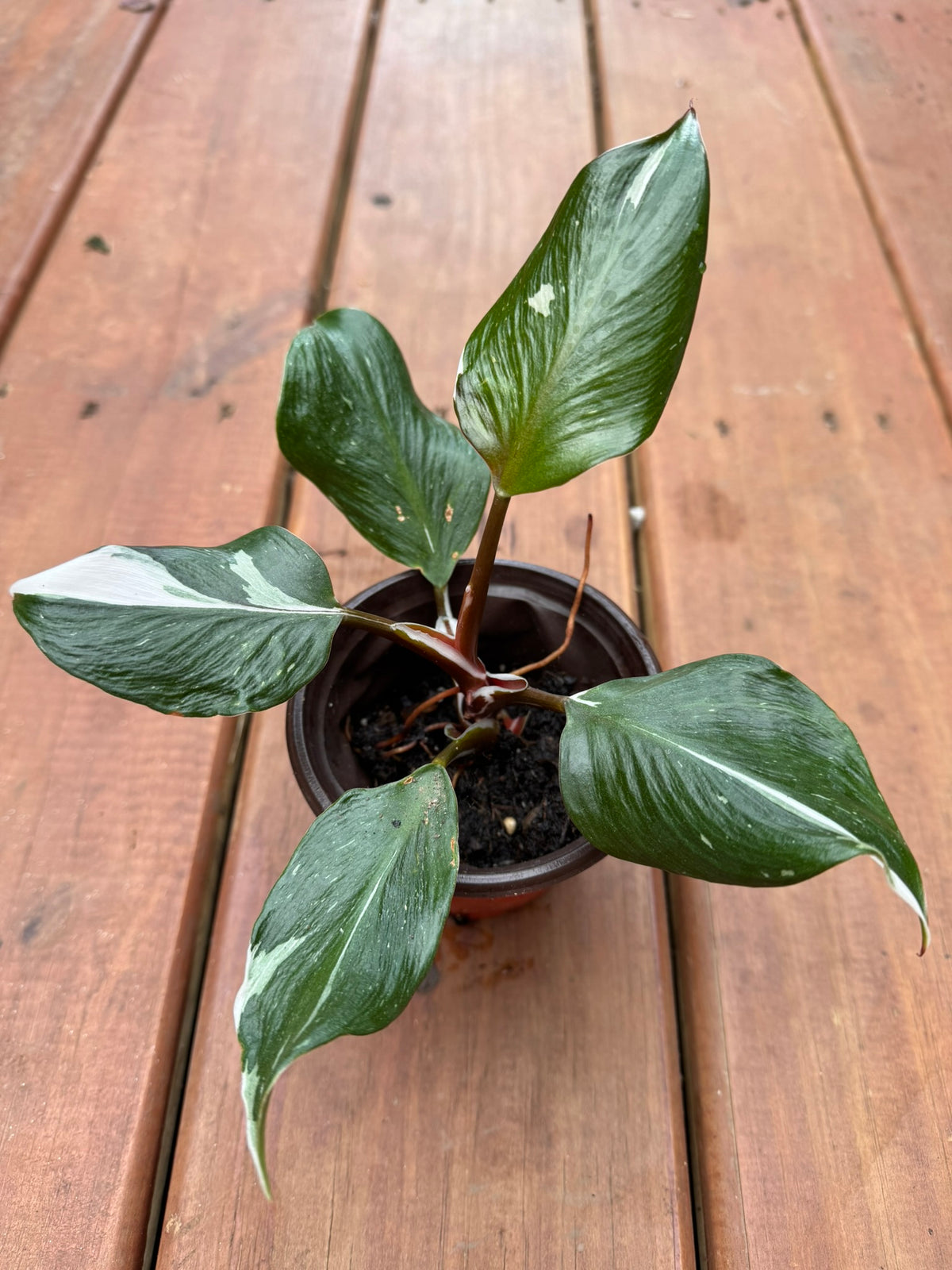 philodendron white knight in 4 inch pot with green and white variegated leaves and burgundy stems