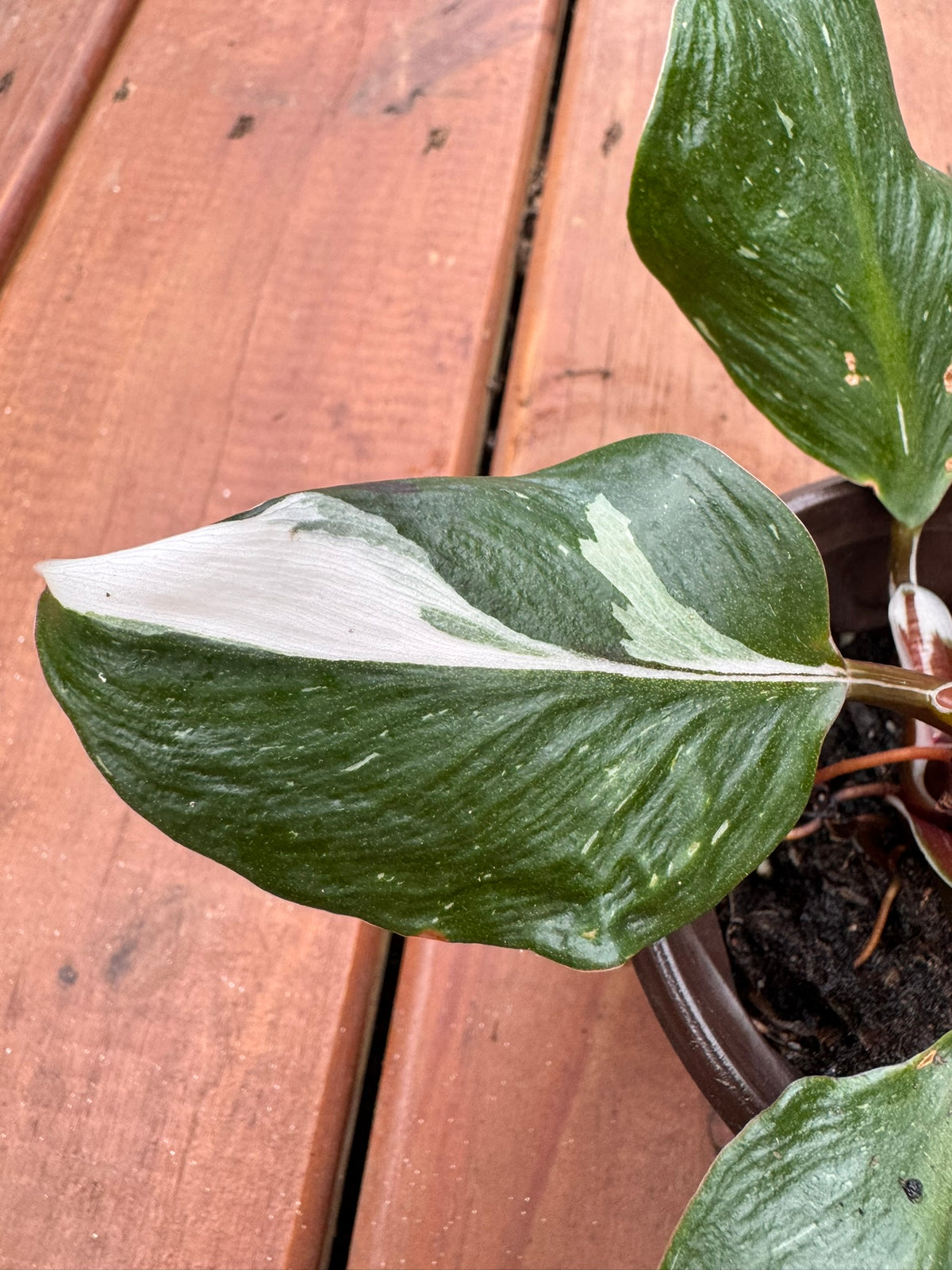 philodendron white knight in 4 inch pot with green and white variegated leaves and burgundy stems