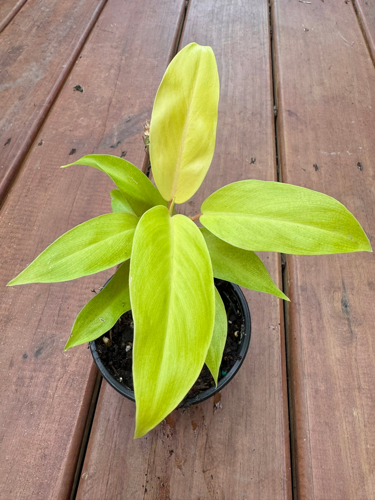 philodendron golden goddess in 4 inch pot with bright chartreuse green foliage