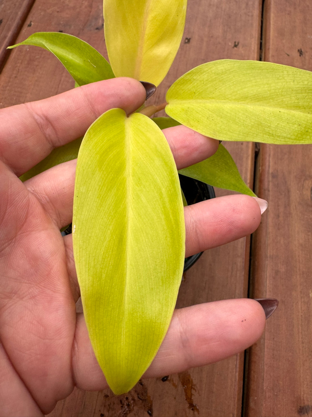 philodendron golden goddess in 4 inch pot with bright chartreuse green foliage