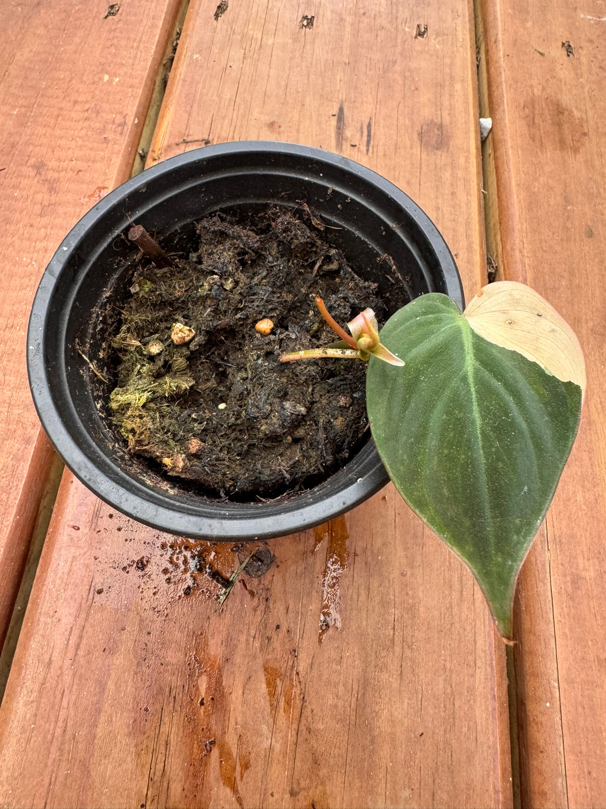 philodendron micans aurea in 4 inch pot with velvety yellow green variegated leaves