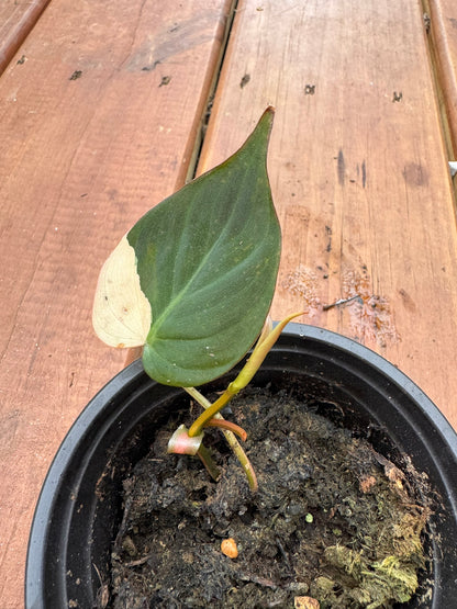 philodendron micans aurea in 4 inch pot with velvety yellow green variegated leaves